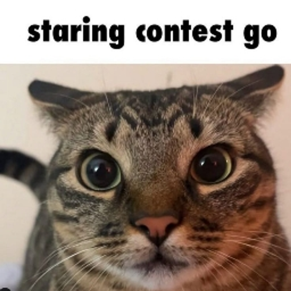 meowing