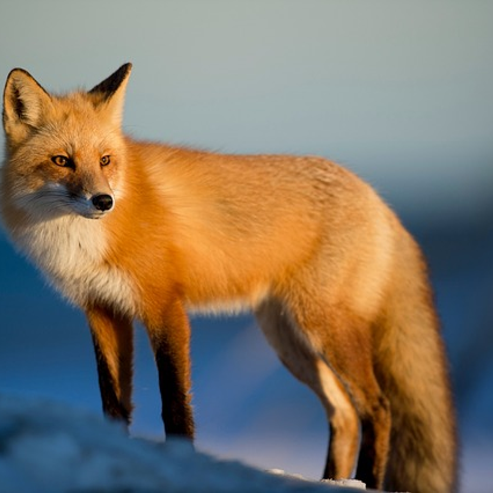 foxyfemboy