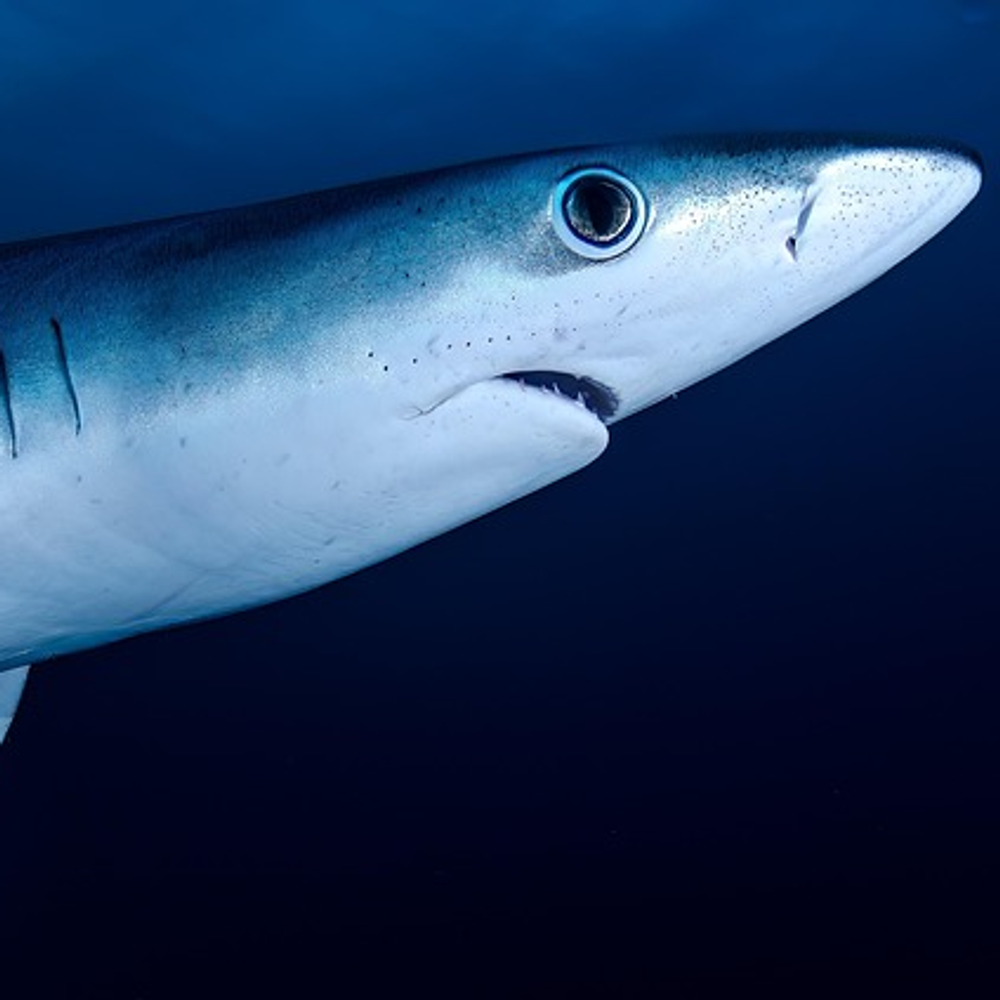 sharkiest_shark