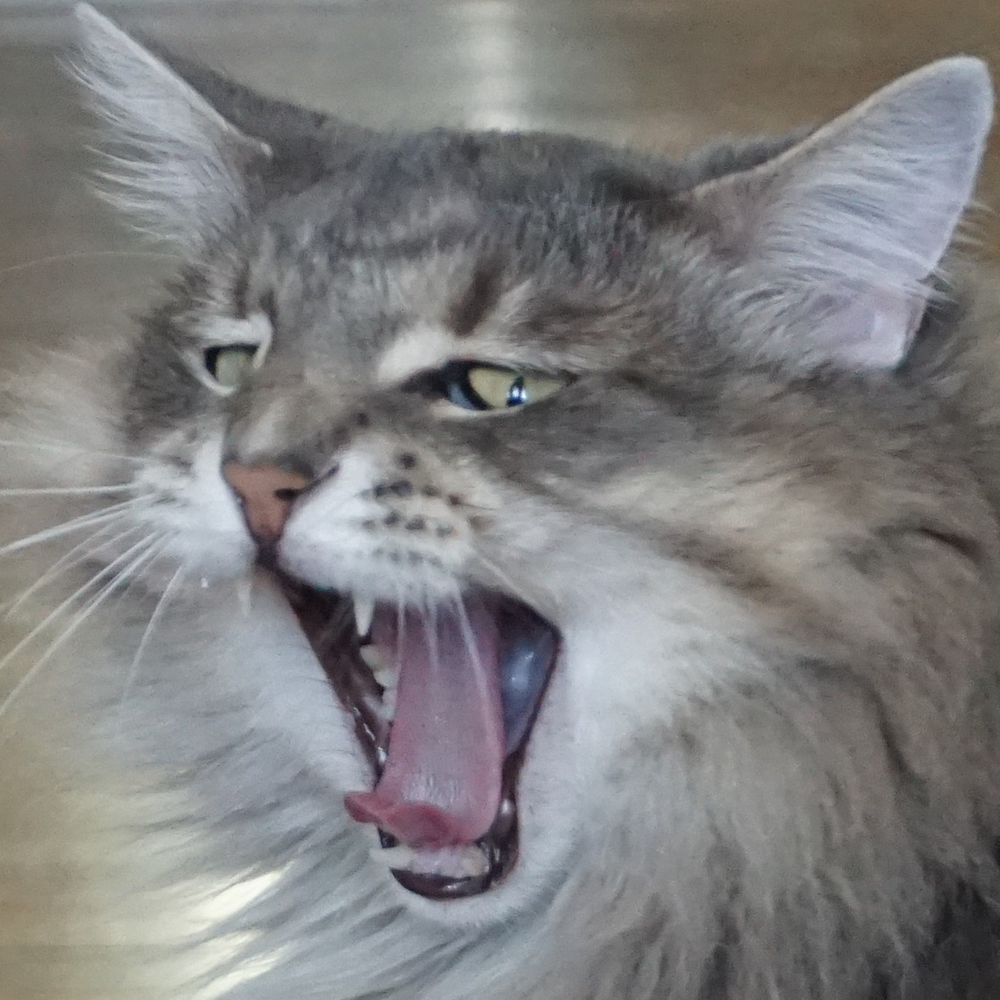 freakishbat