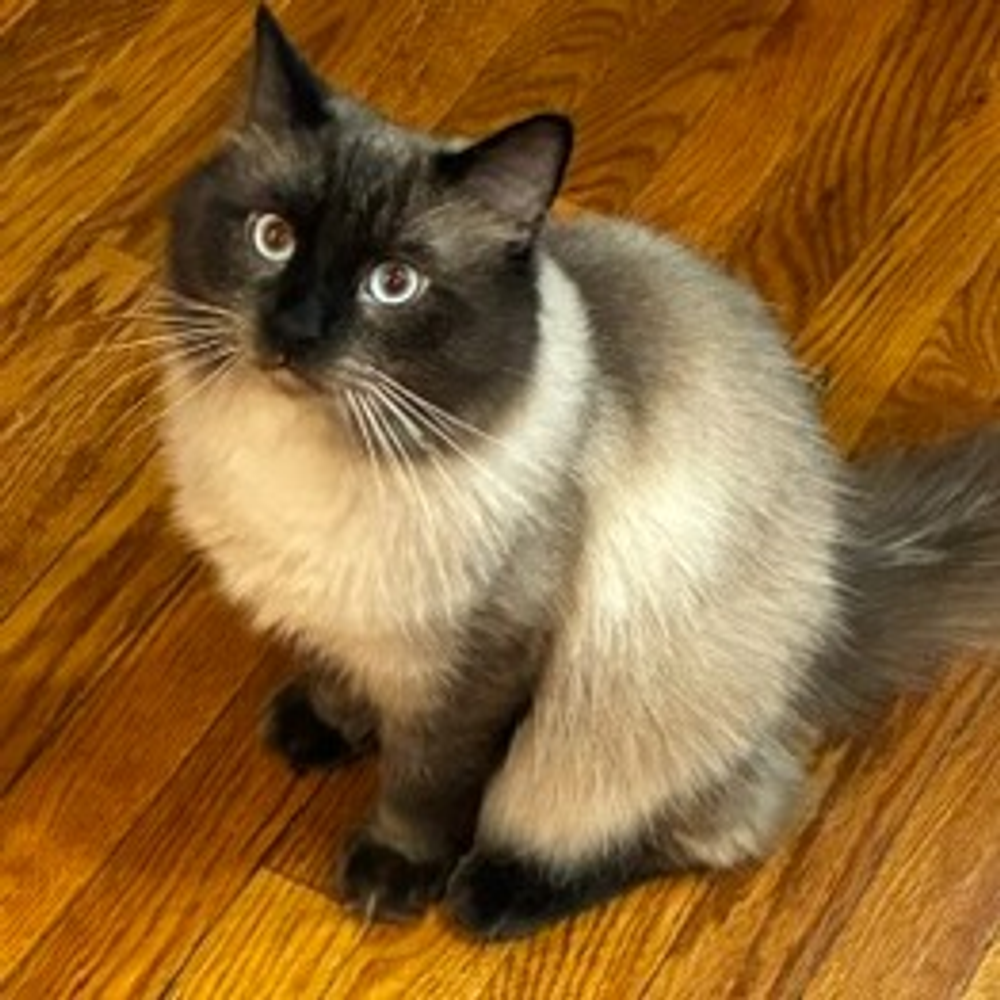 CatsRCool