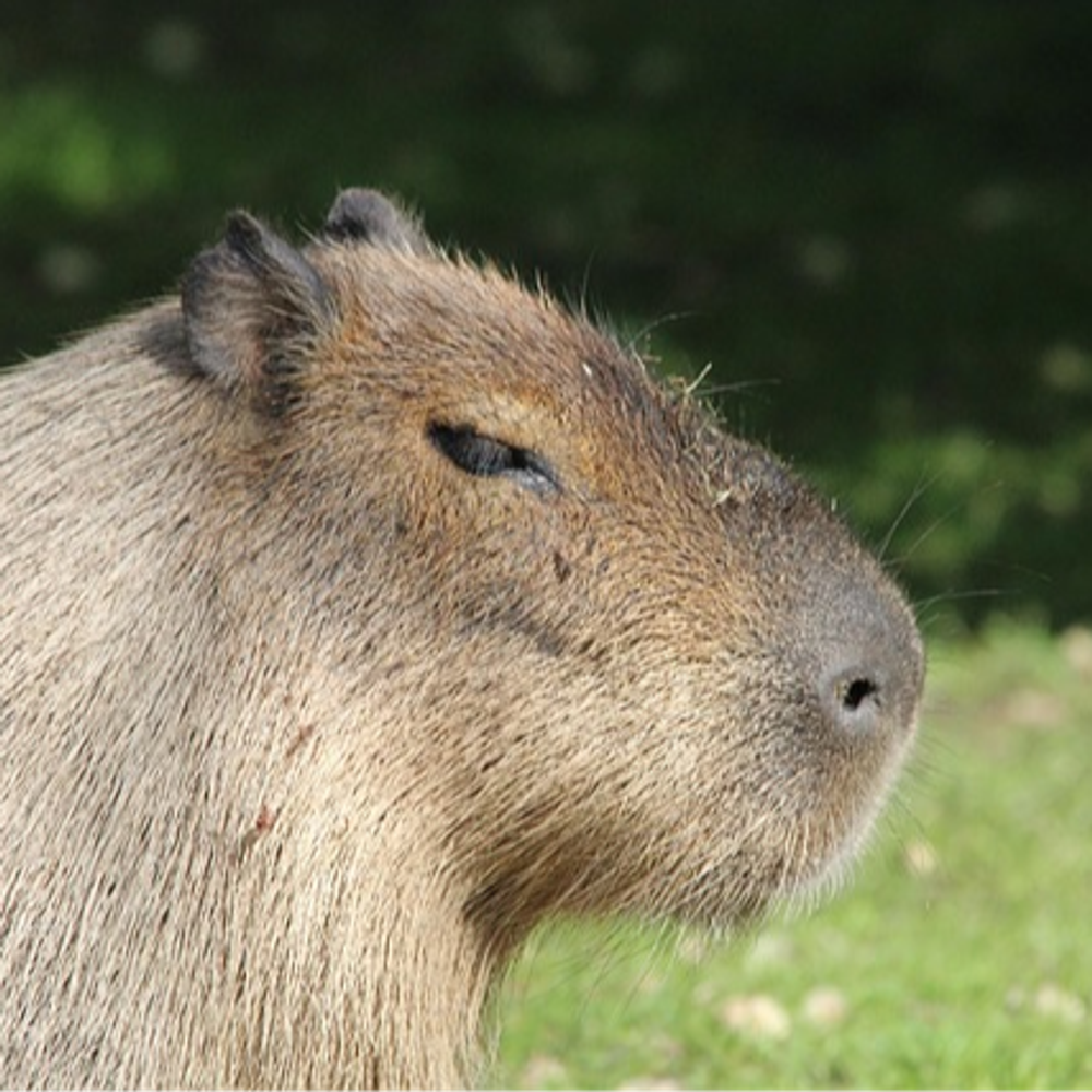 Capybara