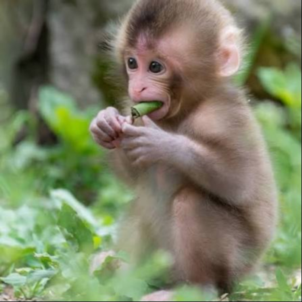 Monkey_Lover