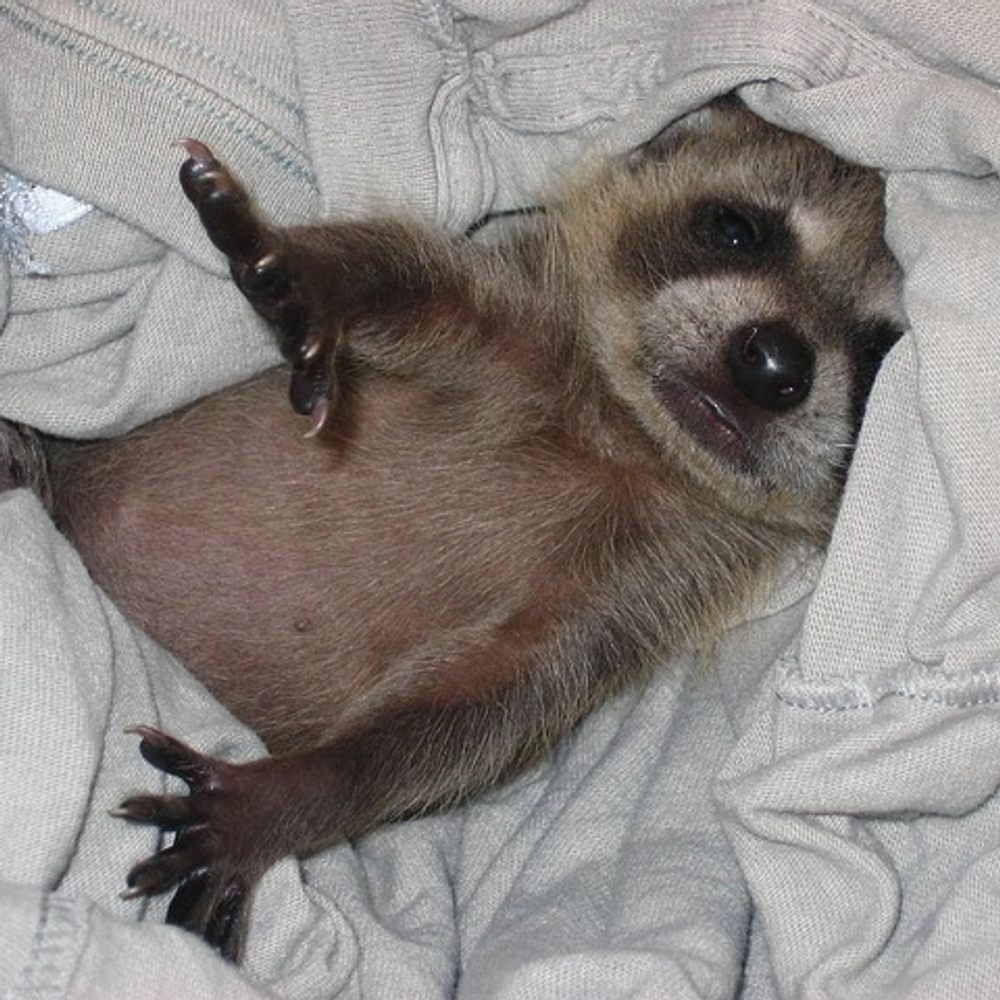 Rippley