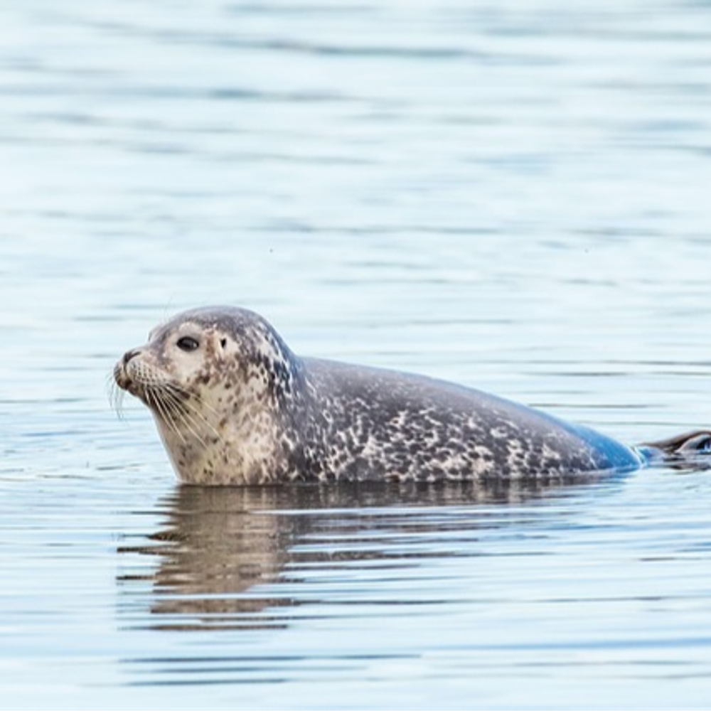 seal
