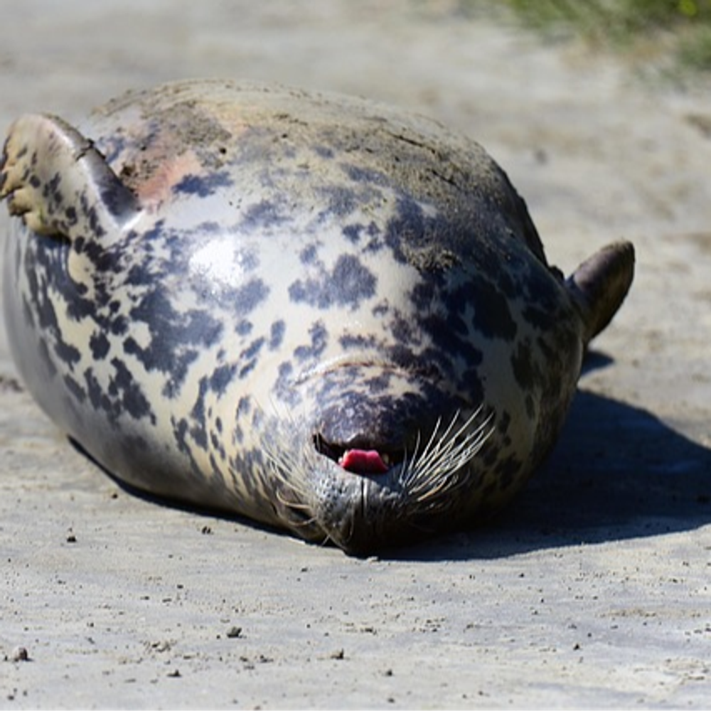 seal