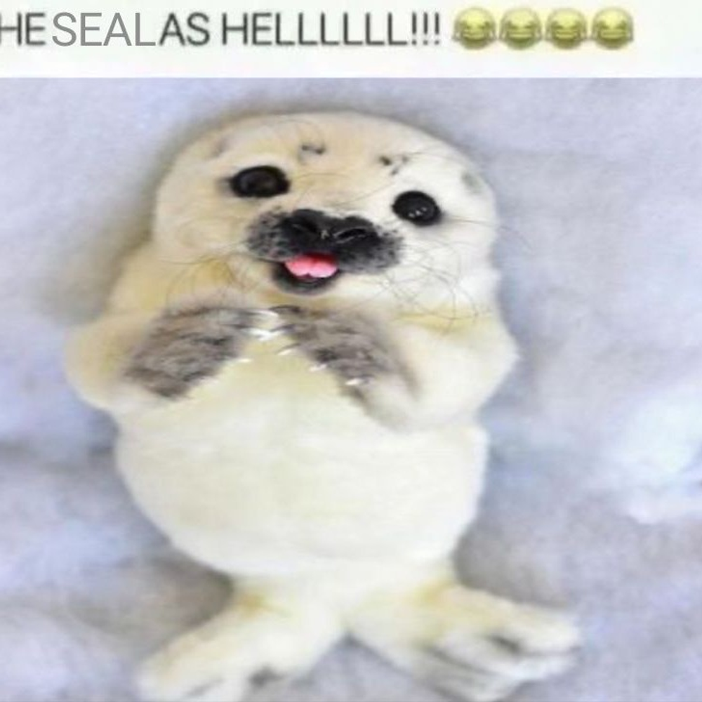 seal