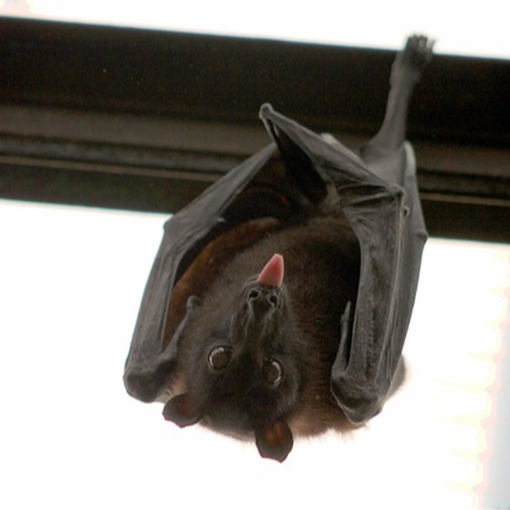 Cicadasandbats