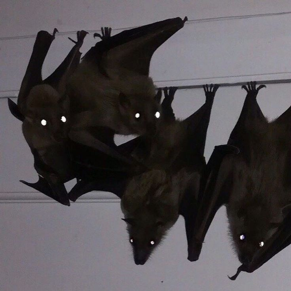 Cicadasandbats