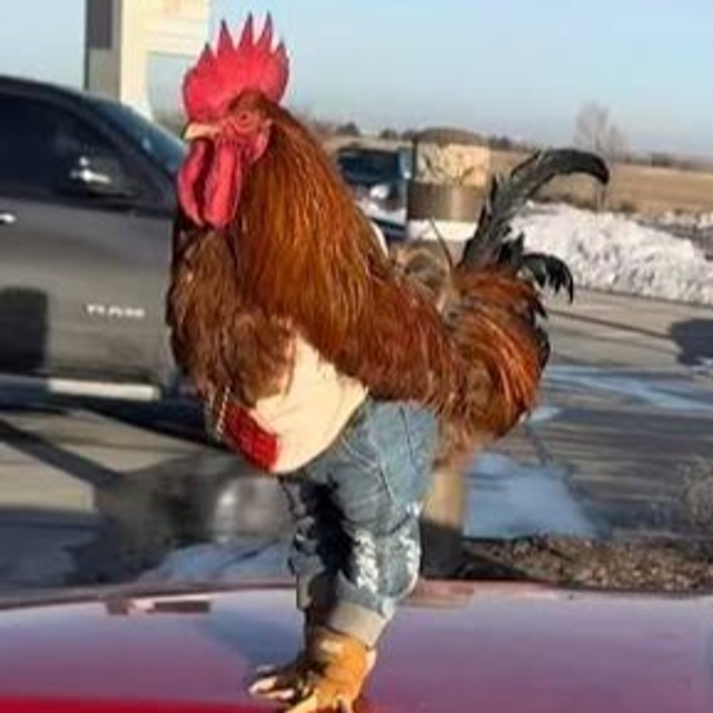 Chicken