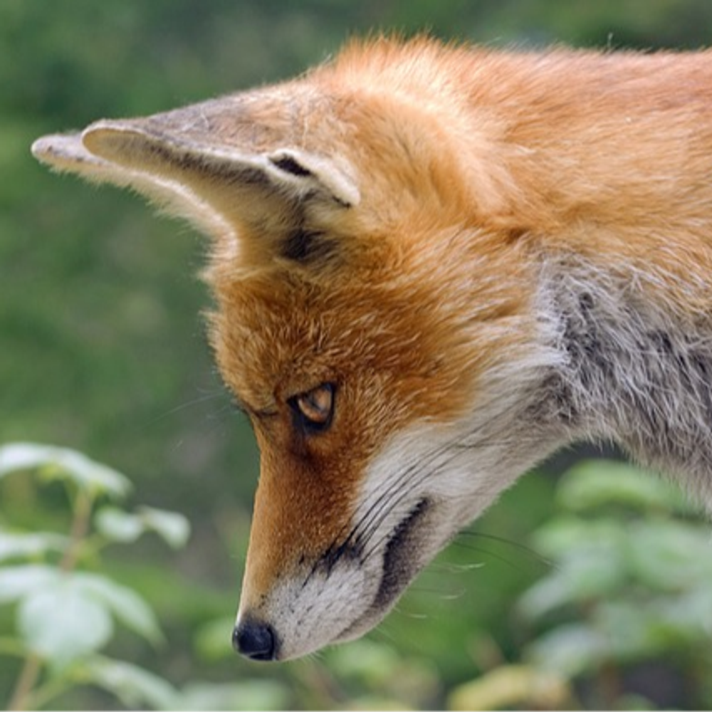 Vulpinefox