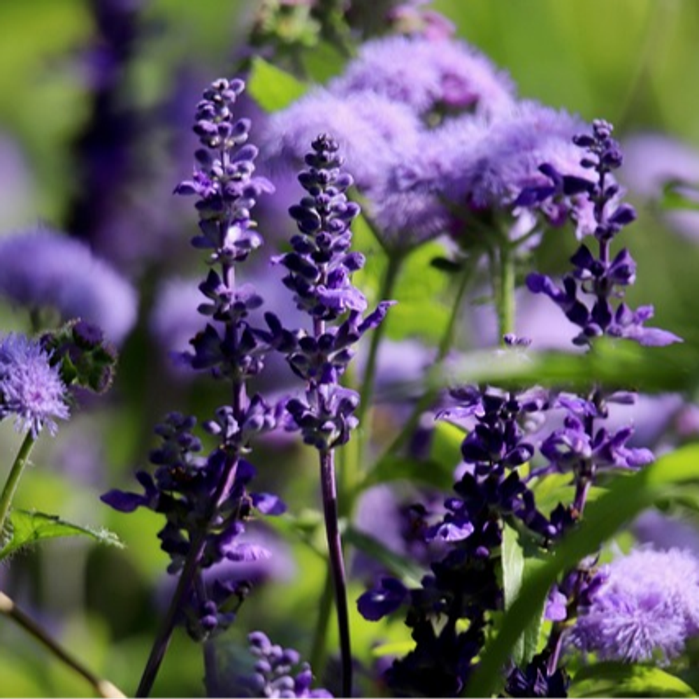 Salvia