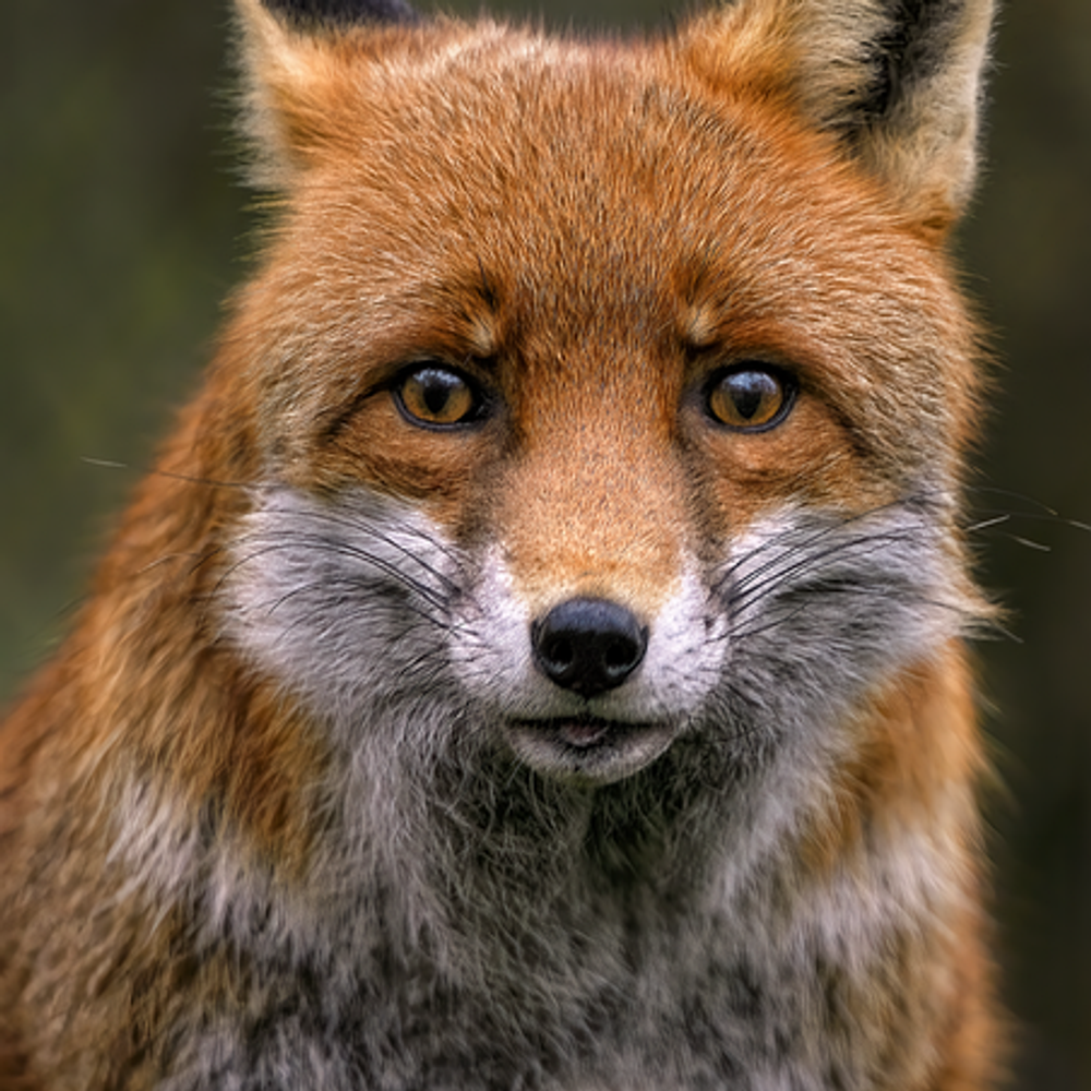 foxzy