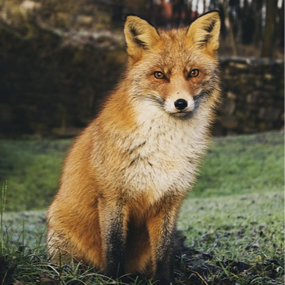 vulpinefox