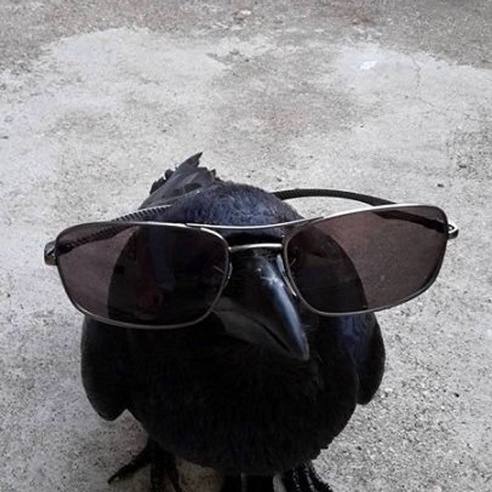 Raven
